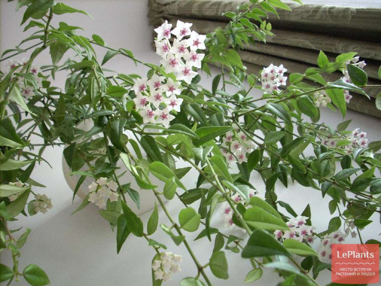 Цветок Хойя мелколистная