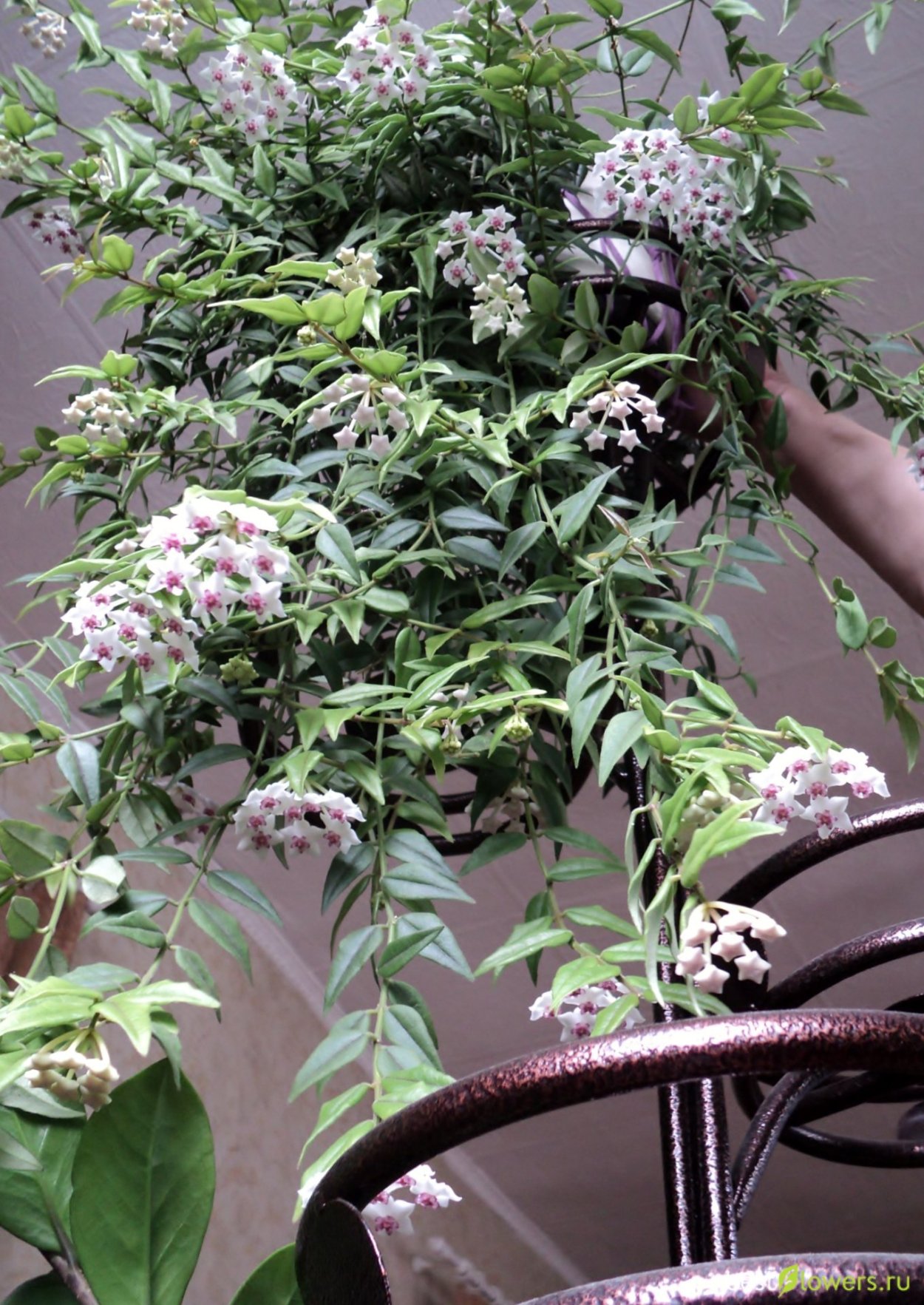 Цветок Хойя Белла