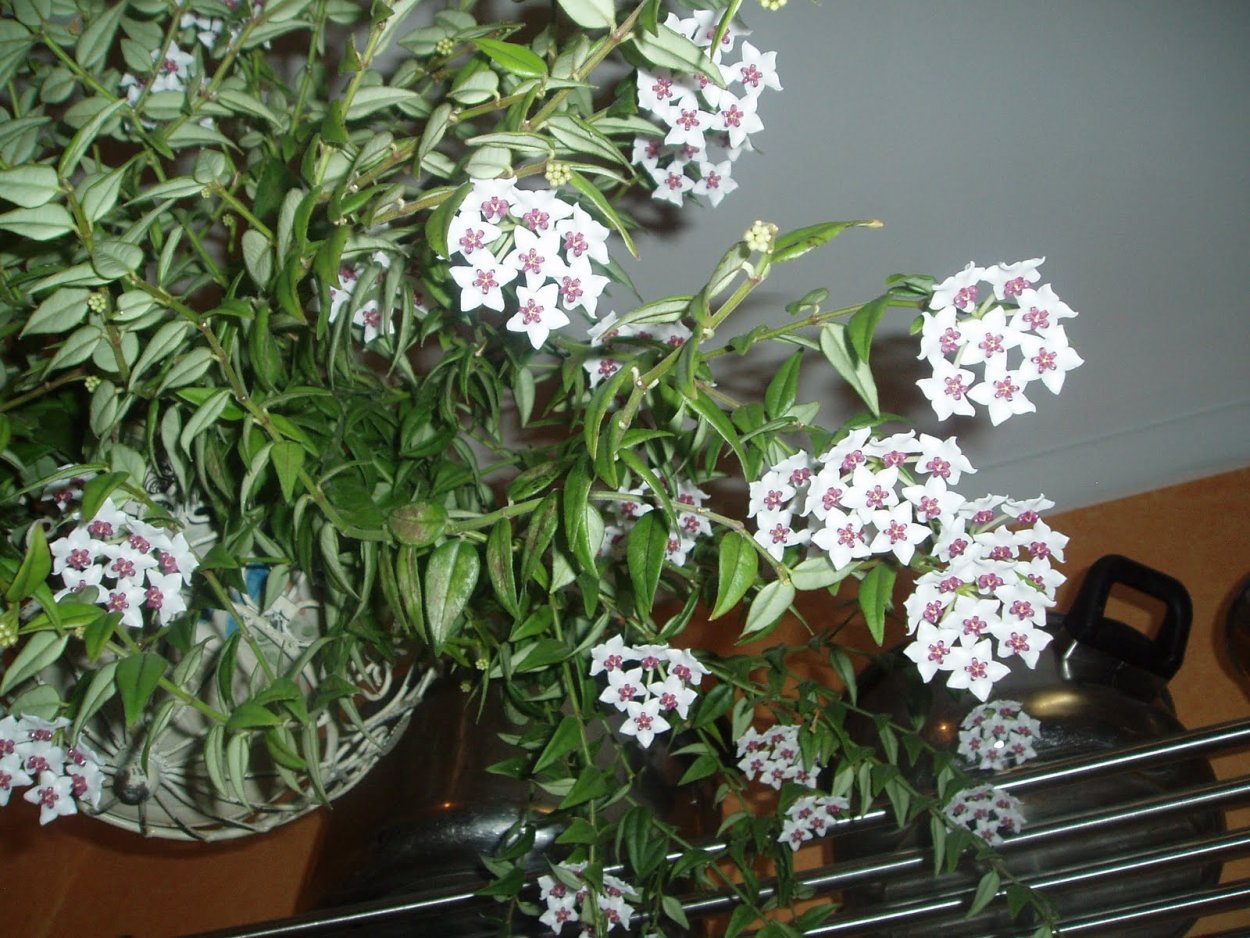 Хойя Белла мелколистная