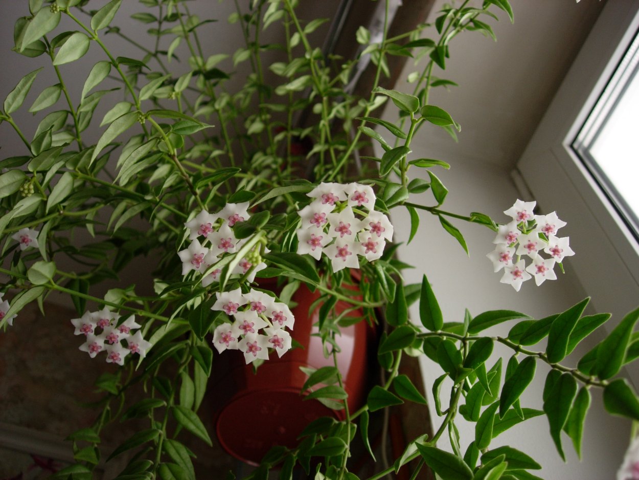 Хойя прекрасная ампельная