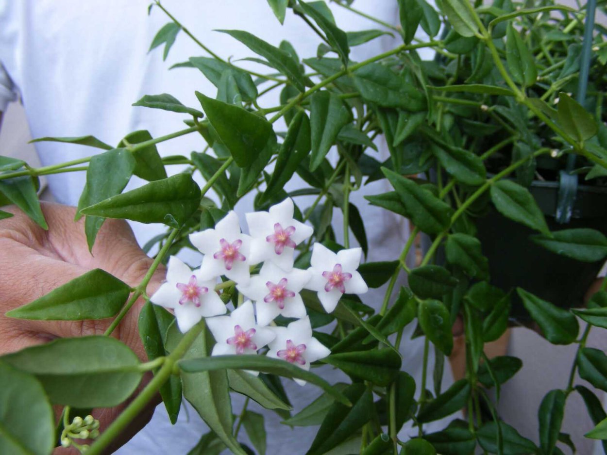 Цветок Хойя Белла