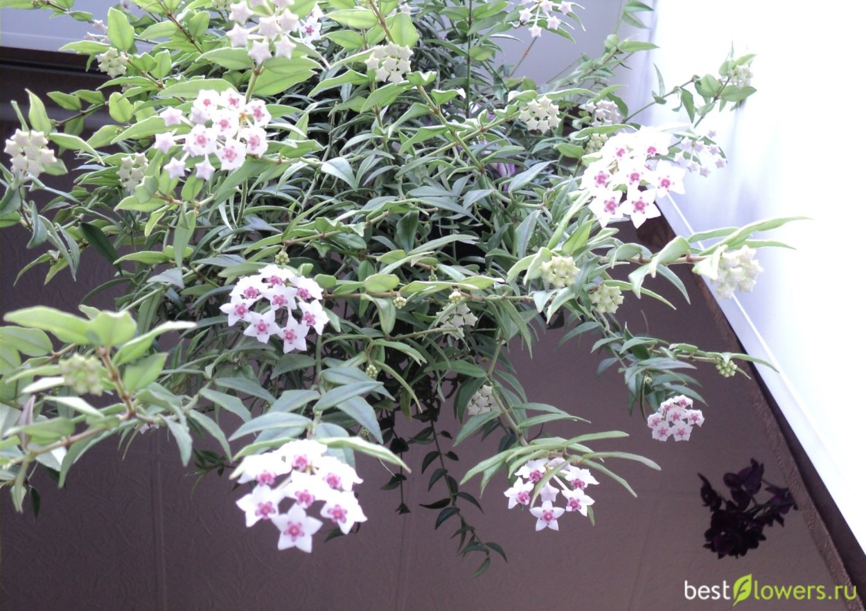 Клещ на Хойя Белла