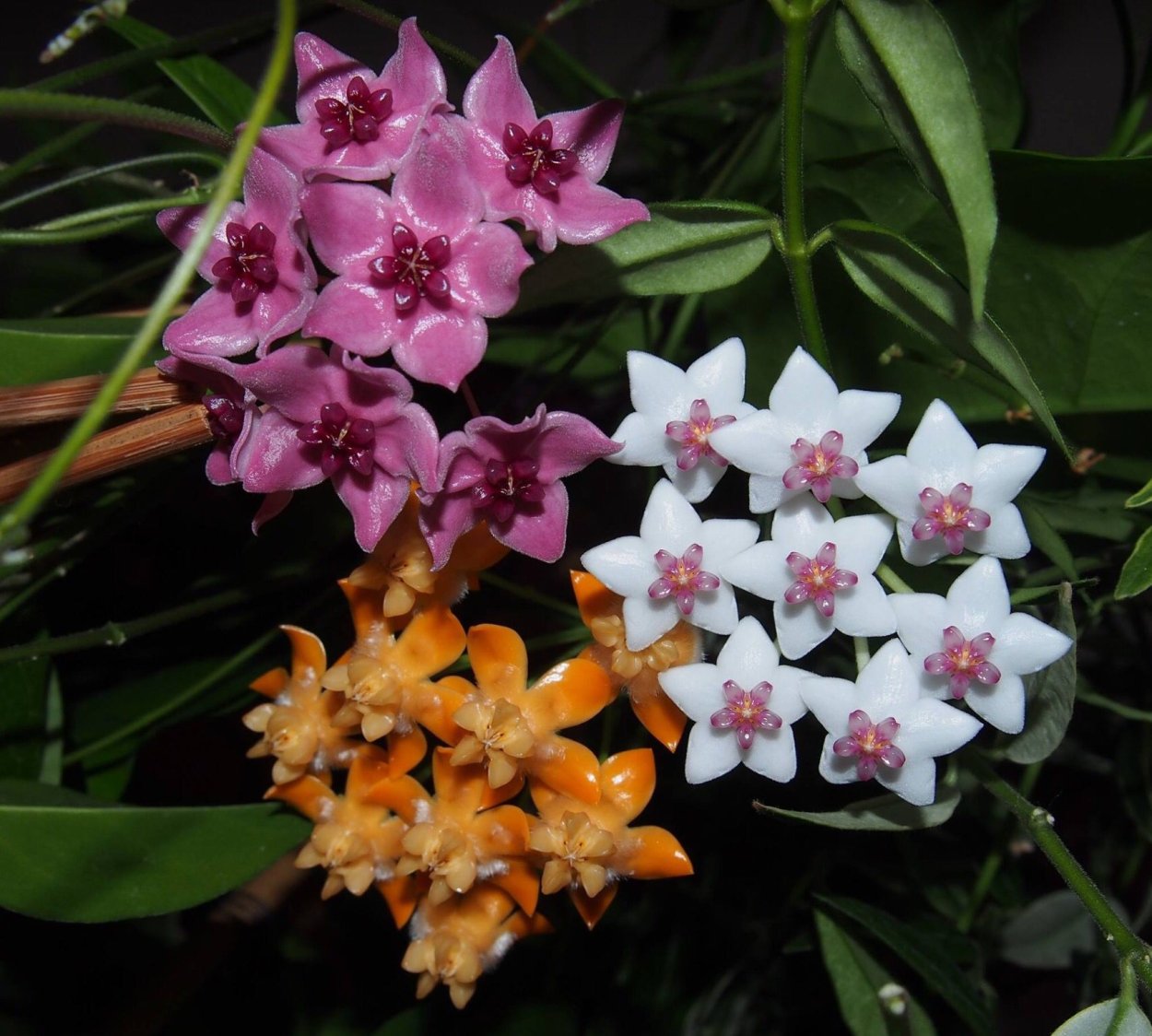 Hoya dennisii Хойя