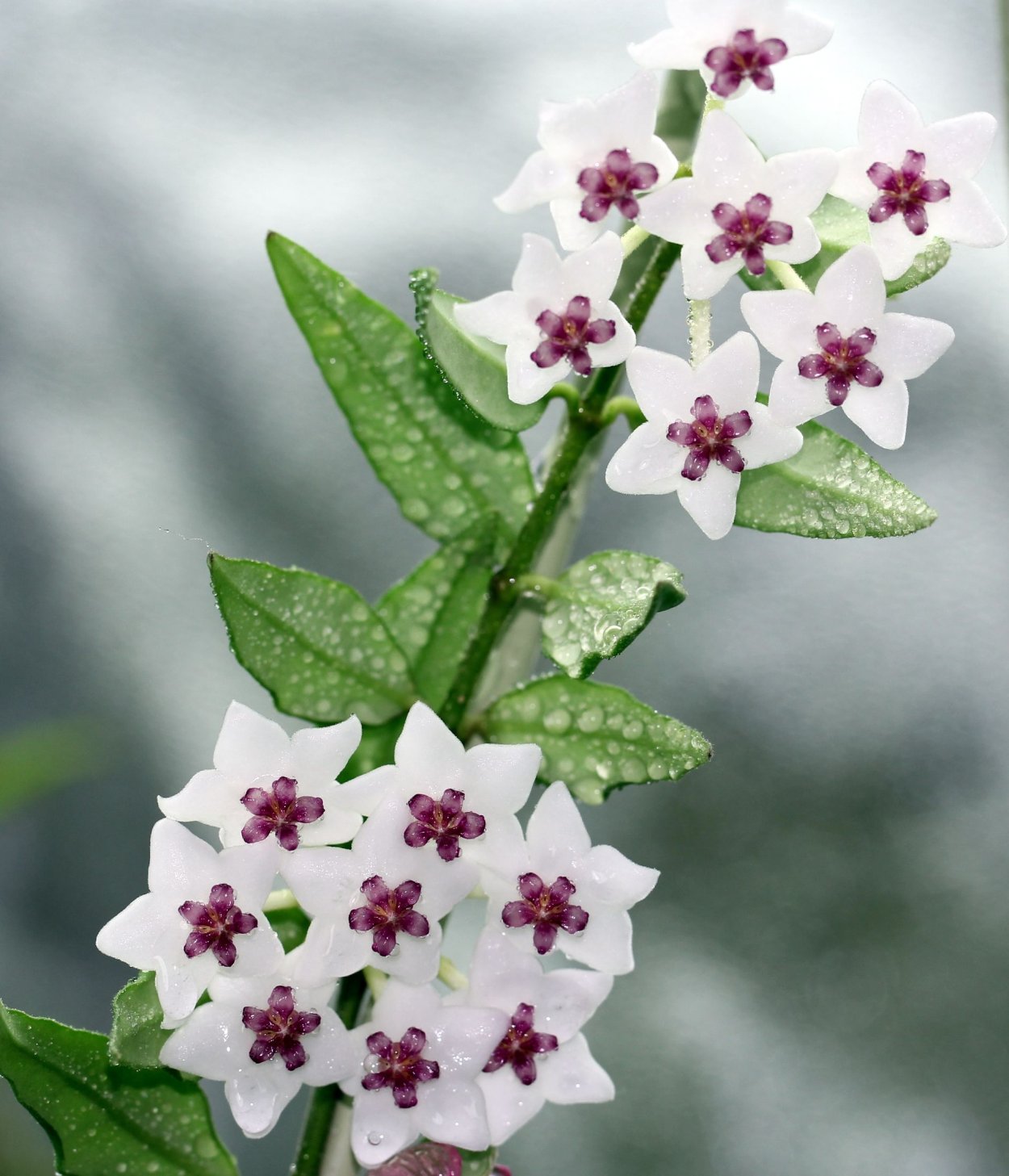 Цветок Хойя Белла