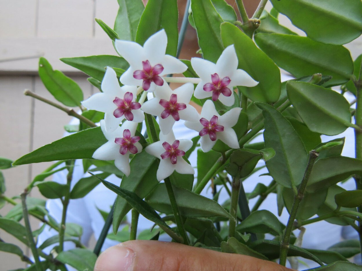 Восковой плющ Хойя Белла