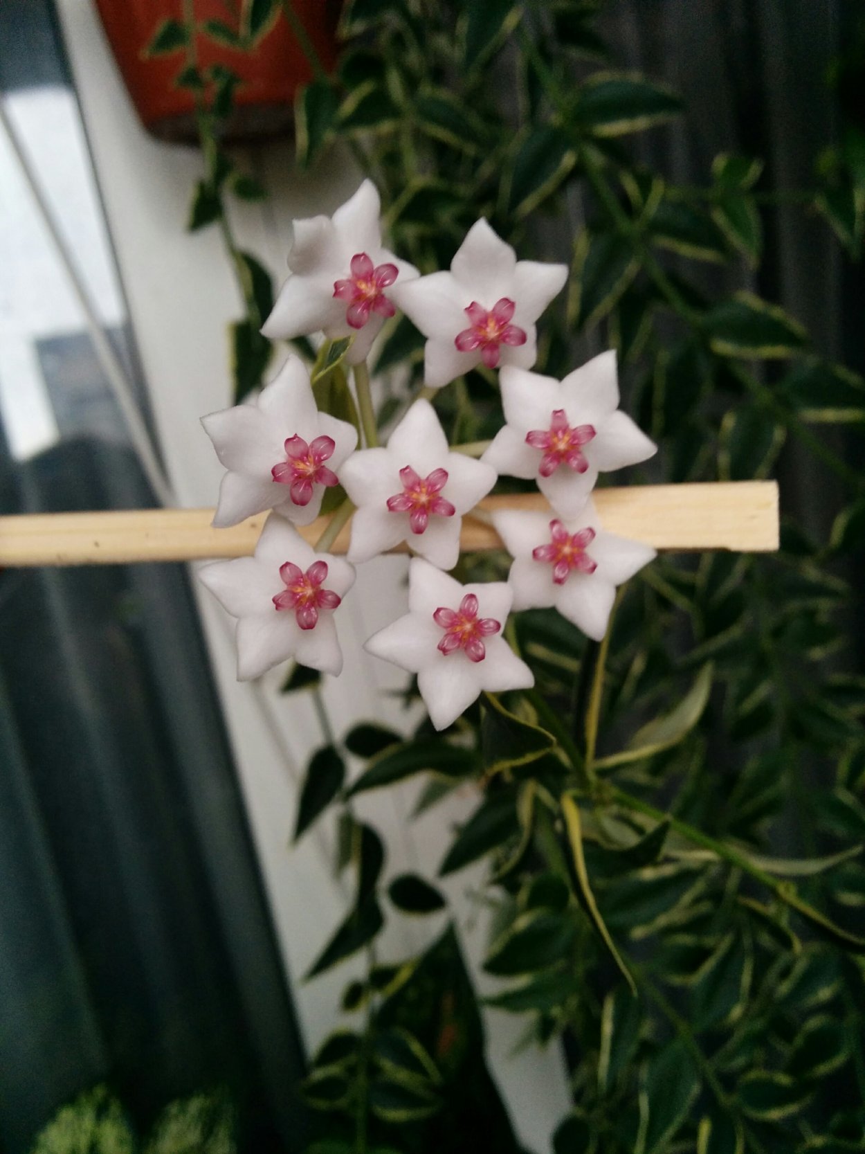 Хойя Белла Вариегата