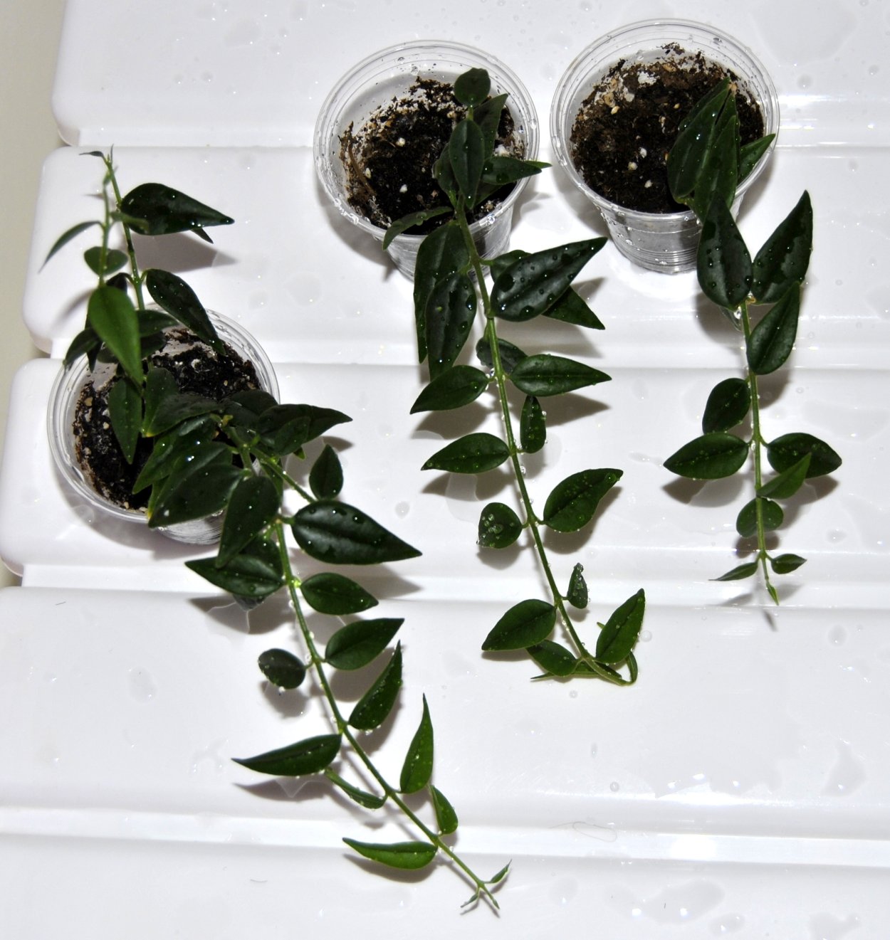 Хойя Белла листья