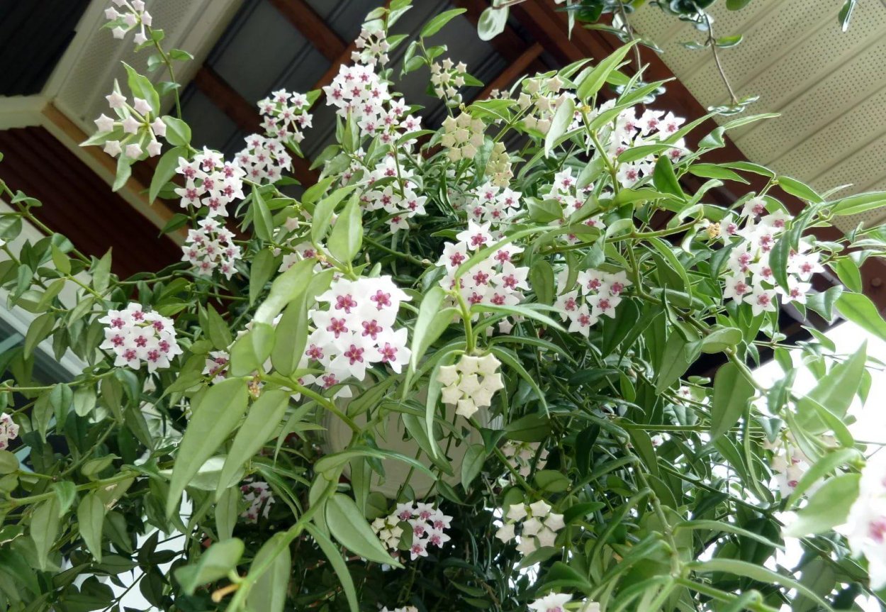 Цветок Хойя Белла