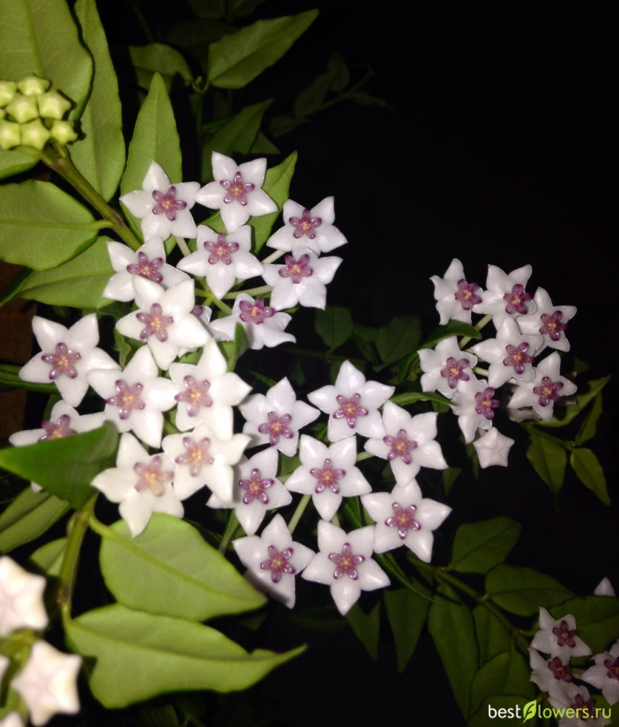 Хойя Белла Каскад