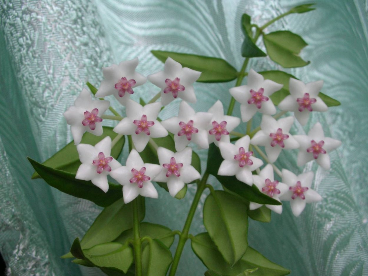 Хойя Белла черенок