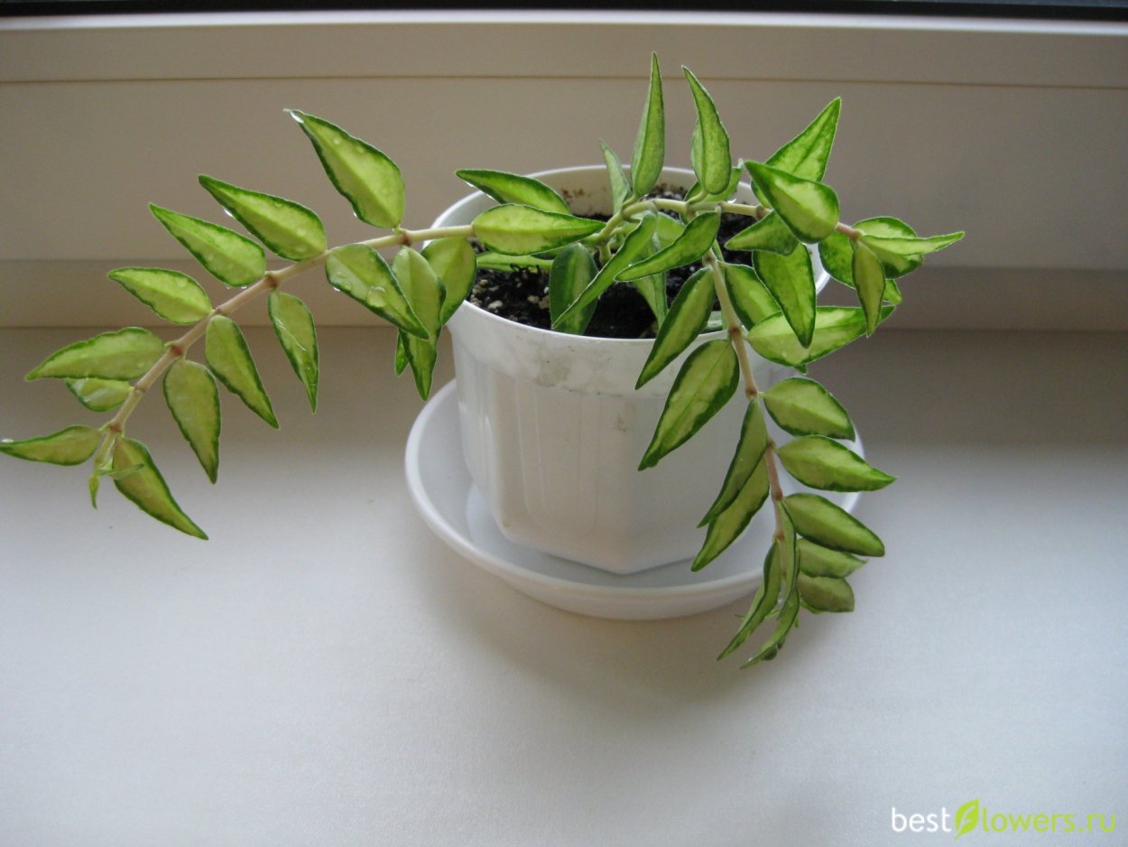 Хойя Белла вариегатная Луис Буис