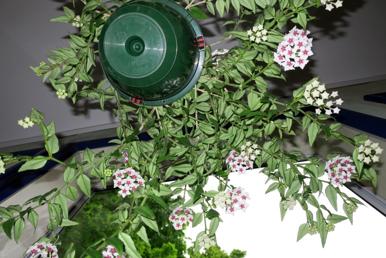 Хойя Белла Альба