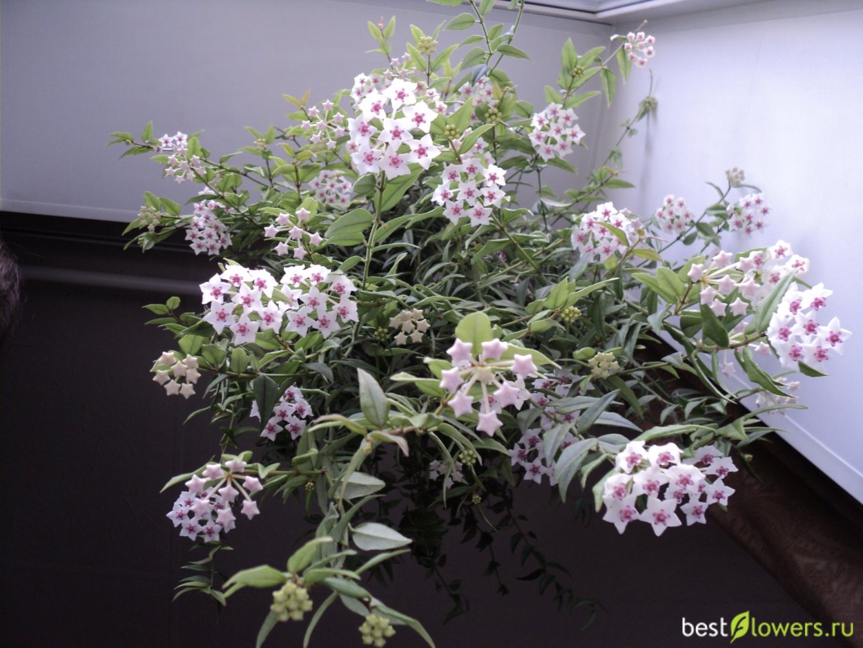 Хойя Белла цветение