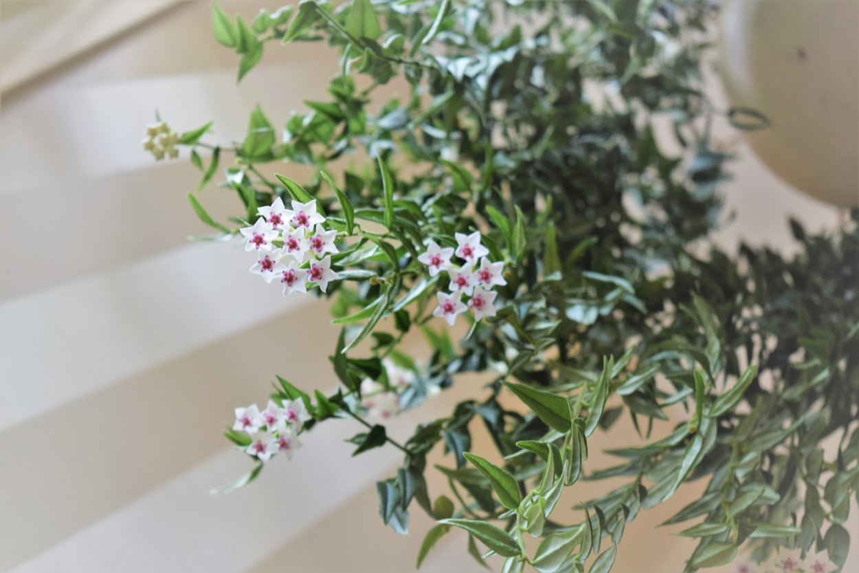 Хойя Белла Каскад