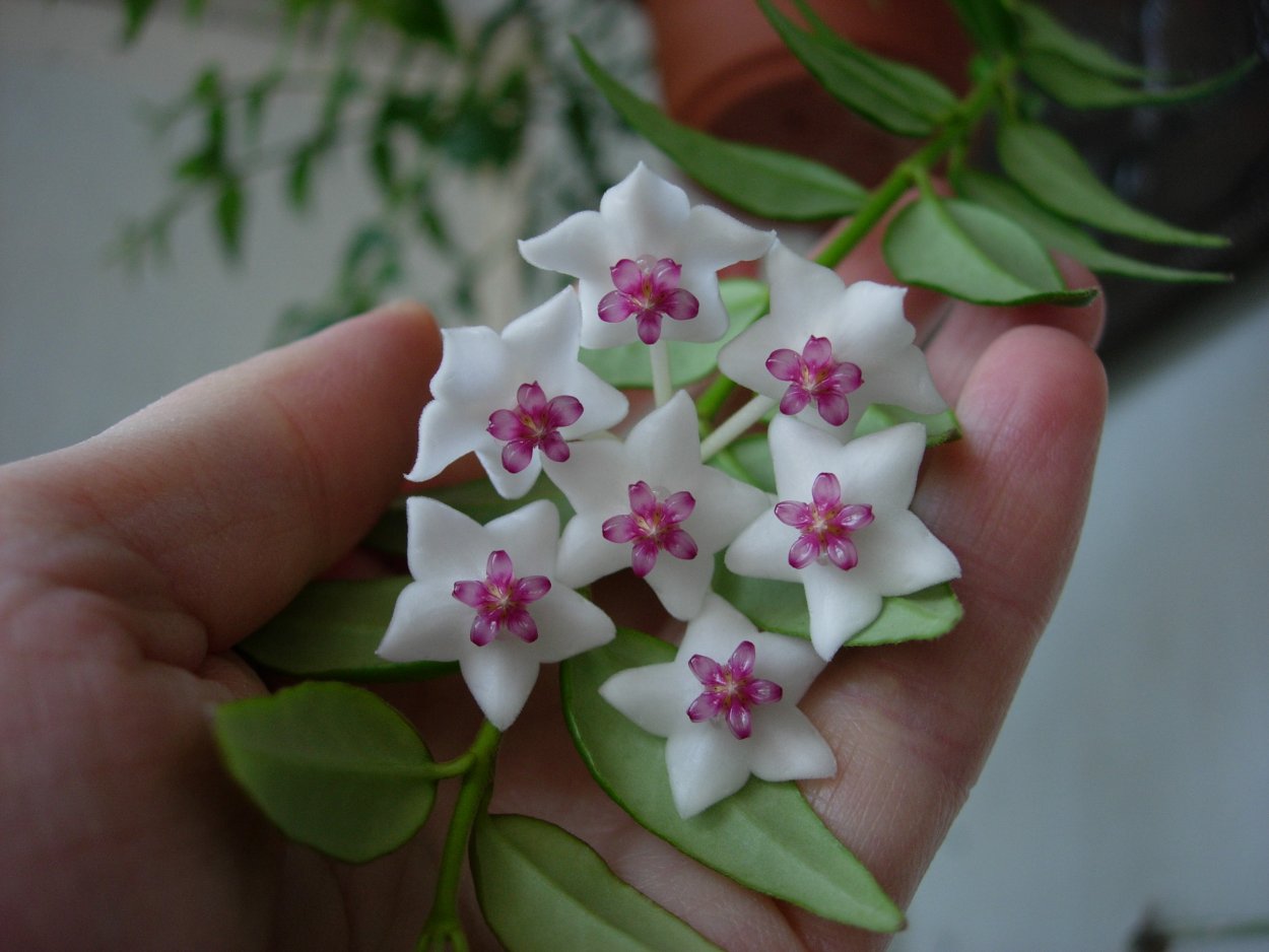 Хойя Bella variegata