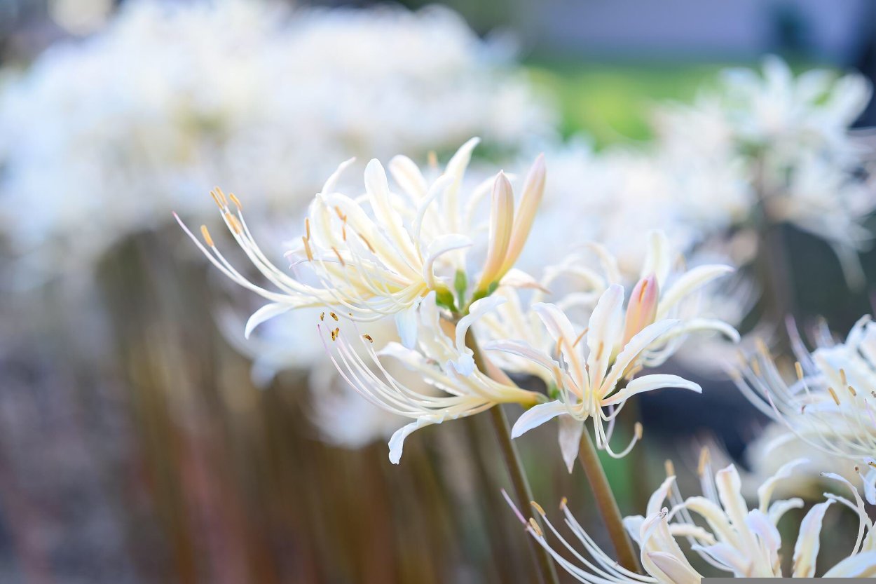 Паучья Лилия цветок белый