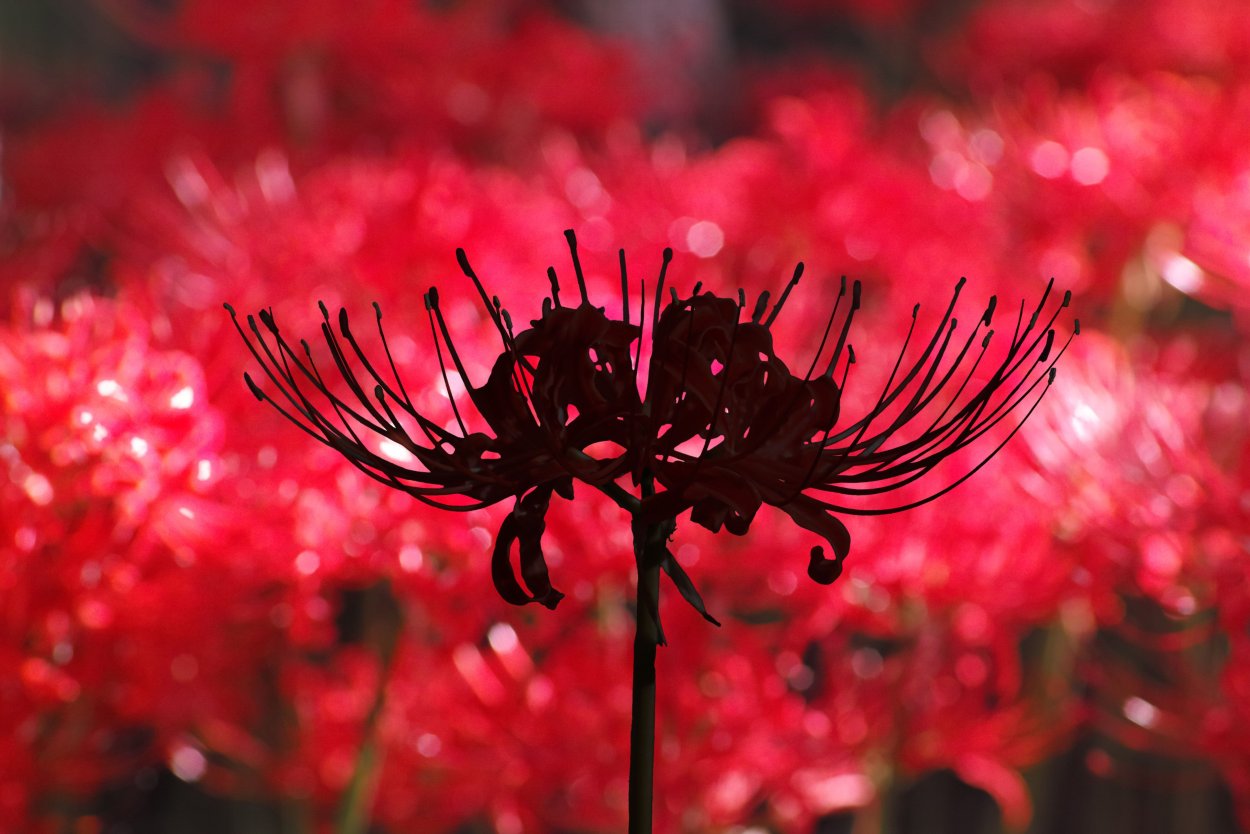 Хиганбана ликорис