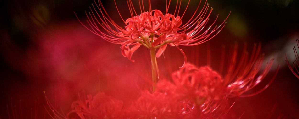 M4 ликорис Лучистый