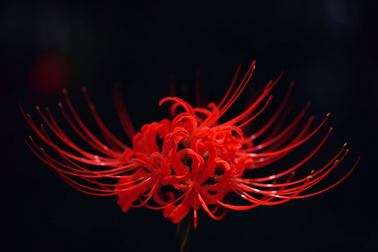 Ликорис Лучистый гуль