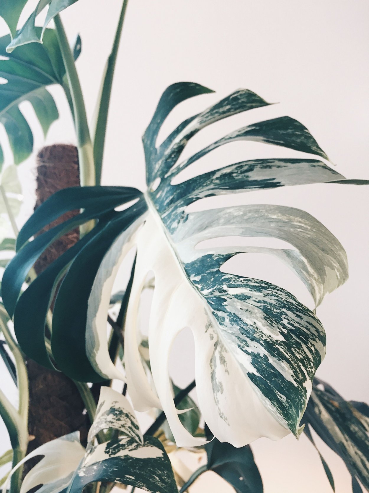 Монстера лейчитини Вариегата