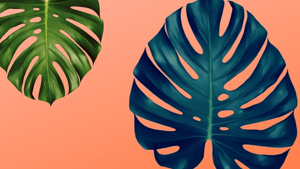 Монстера Делициоза фон