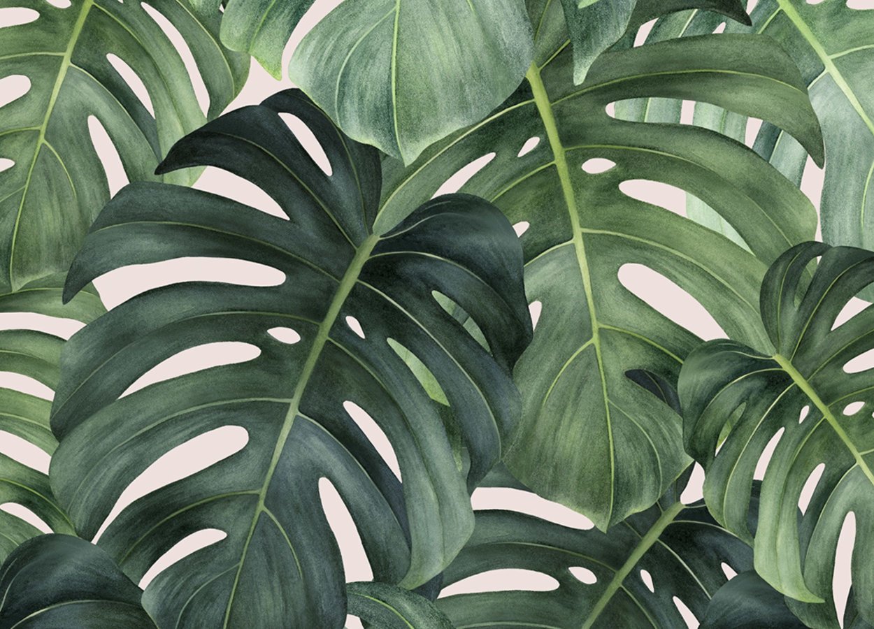 Монстера Тениус