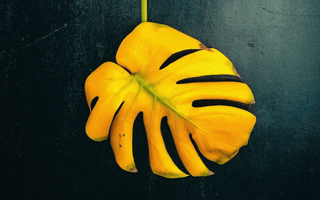 Обои монстера