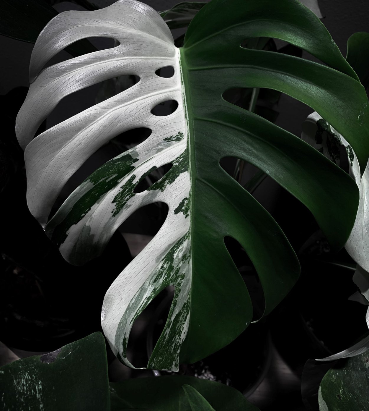 Монстера Деликоса