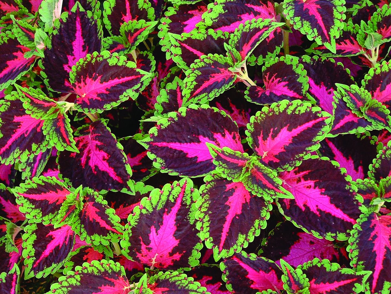 Колеус Red Croton