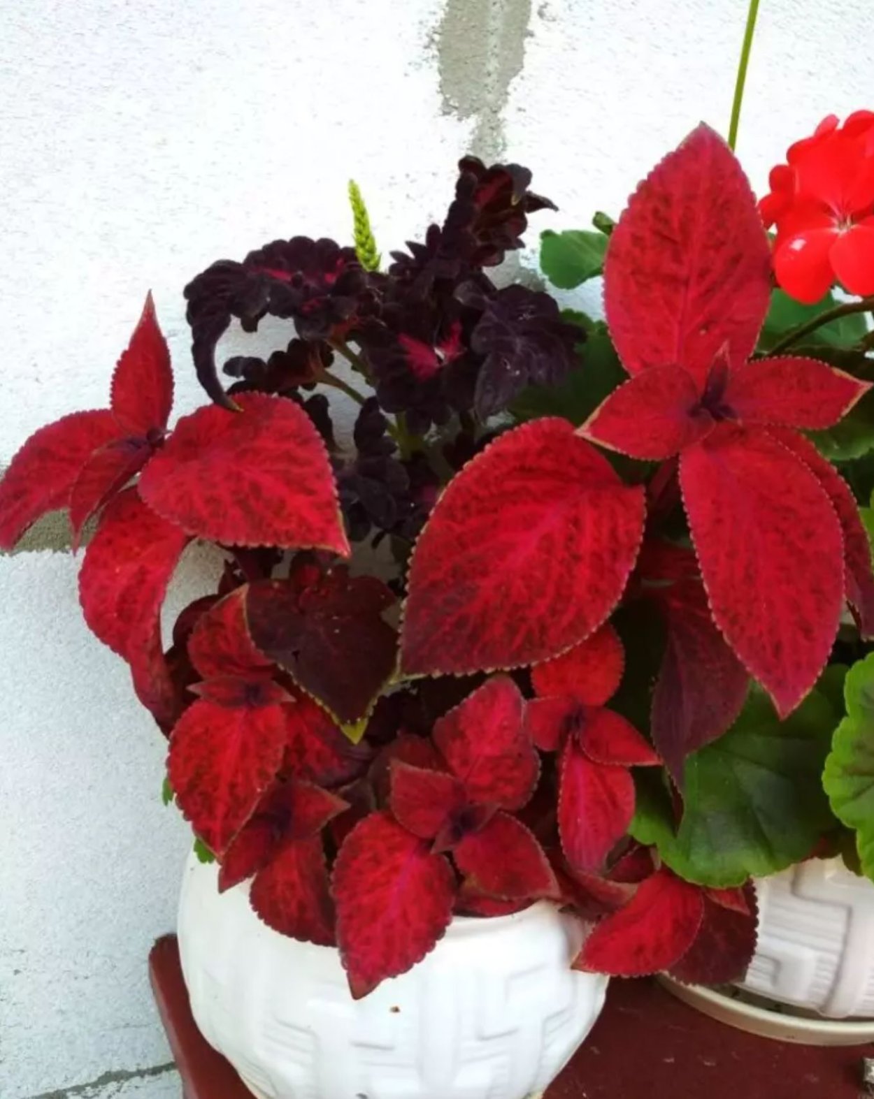 Колеус вечерняя Заря