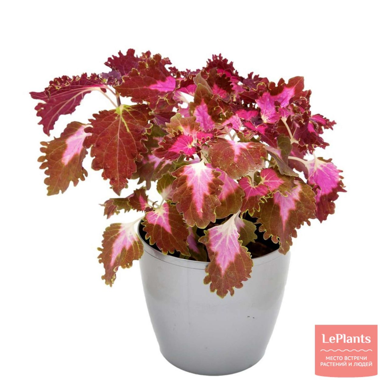 Колеус микс