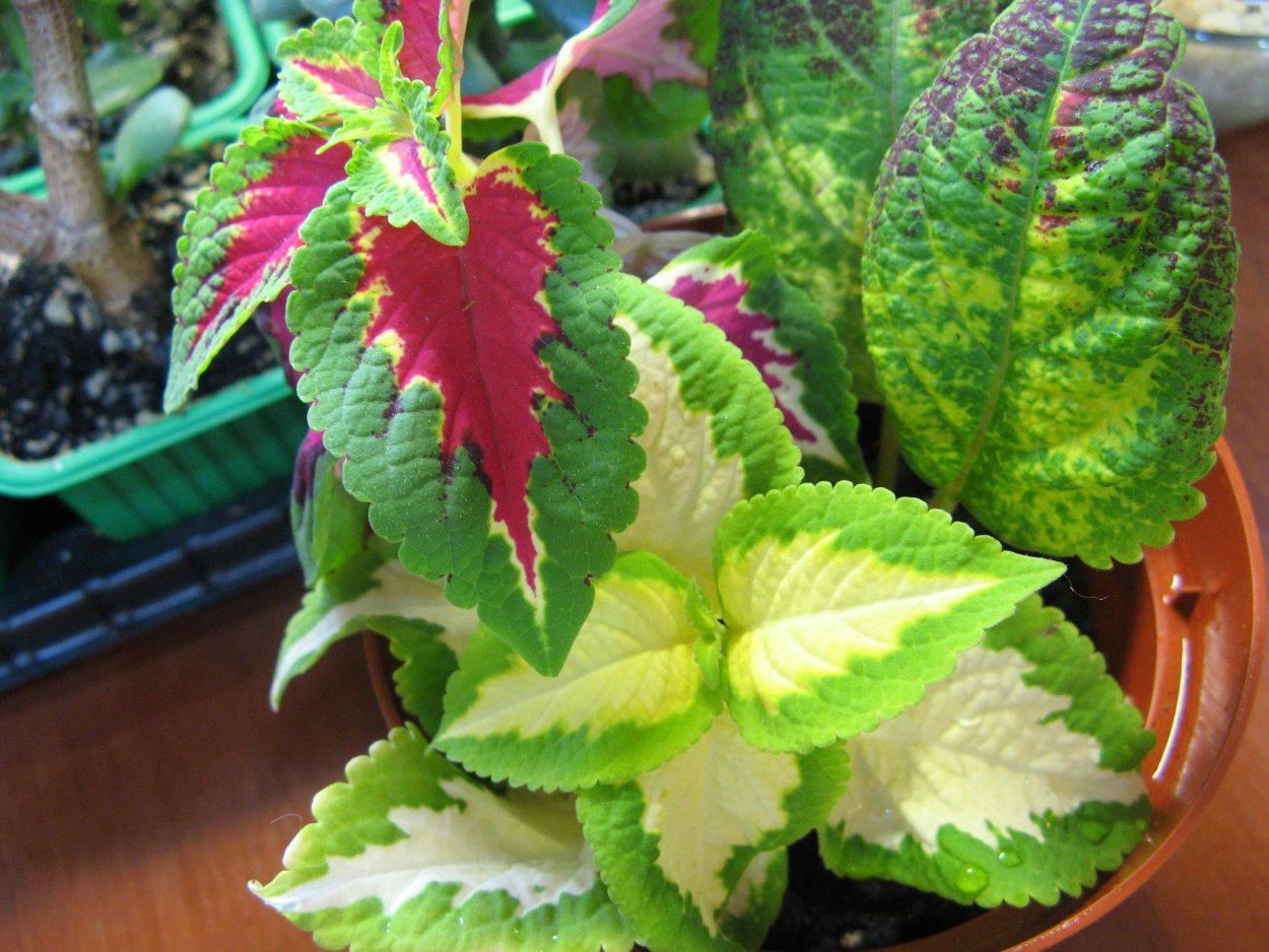 Колеус Watermelon