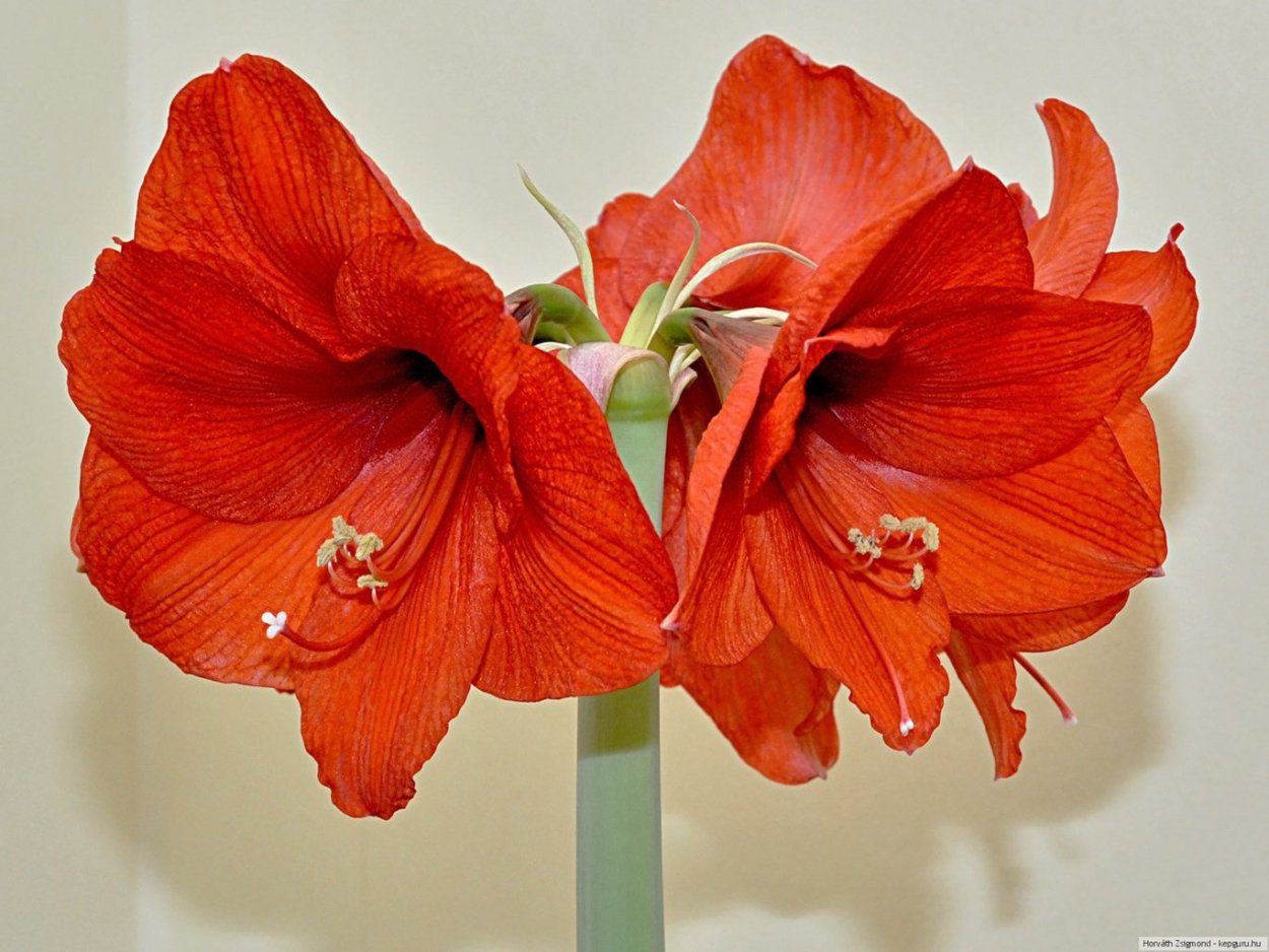 Комнатный цветок гиппеаструм