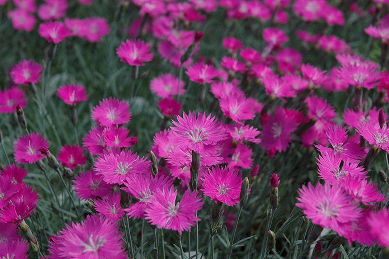 Гвоздика серовато-голубая (Dianthus gratianopolitanus