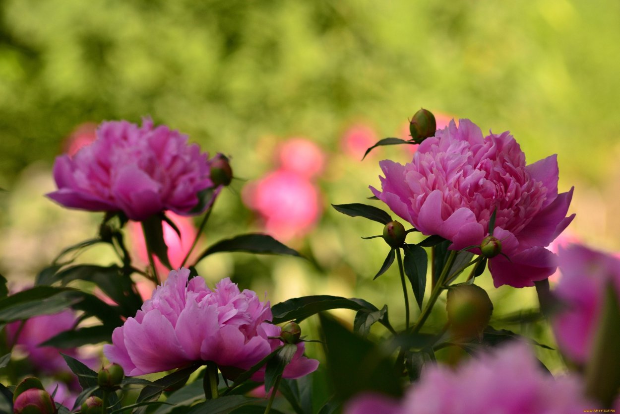 Пионы бутоновидные