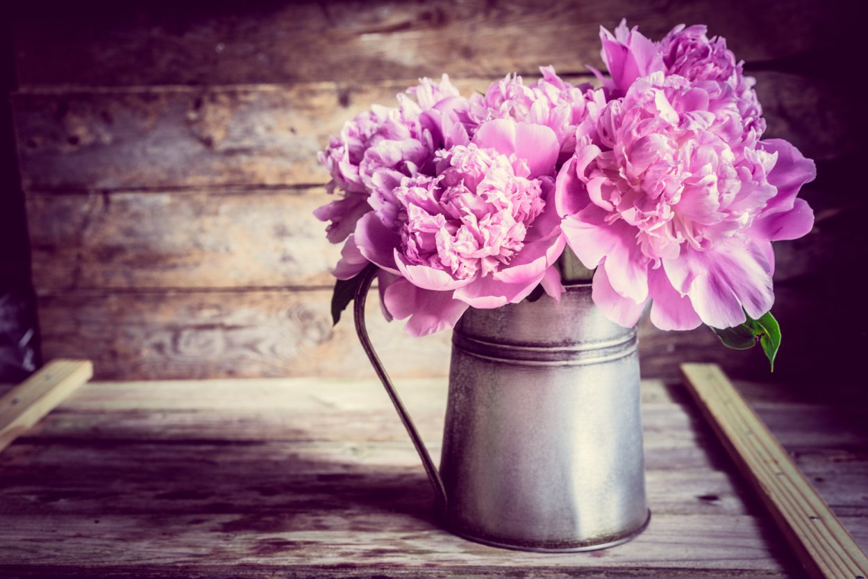 Пионы хюгге