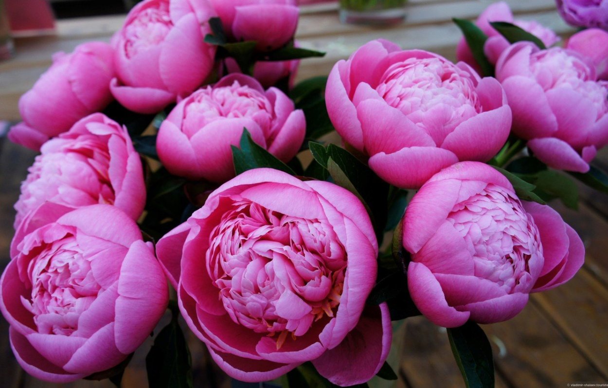 Розовые пионы