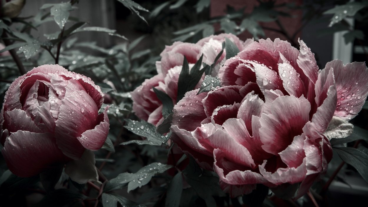 Пионы темные