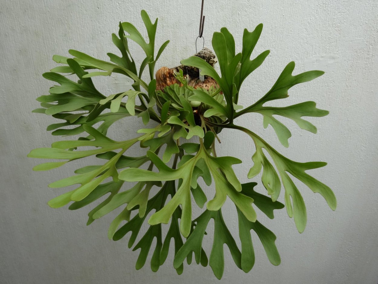 Папоротник Платицериум