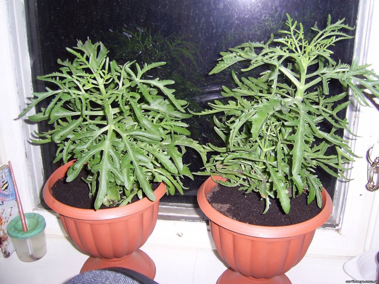 Комнатное растение похожее на Оленьи рога