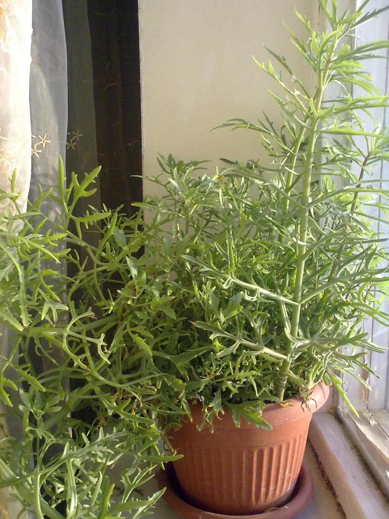 Оленьи рожки каланхоэ Лациниата