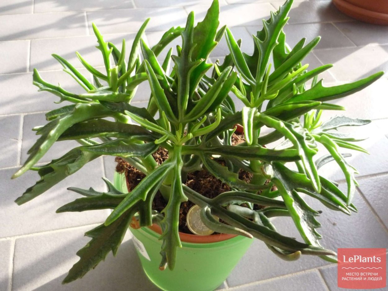 Оленьи рожки цветок лечебный каланхоэ