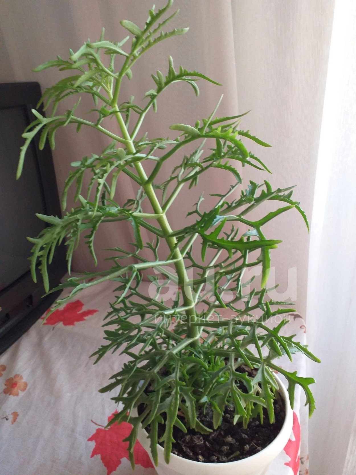 Каланхоэ Оленьи рожки