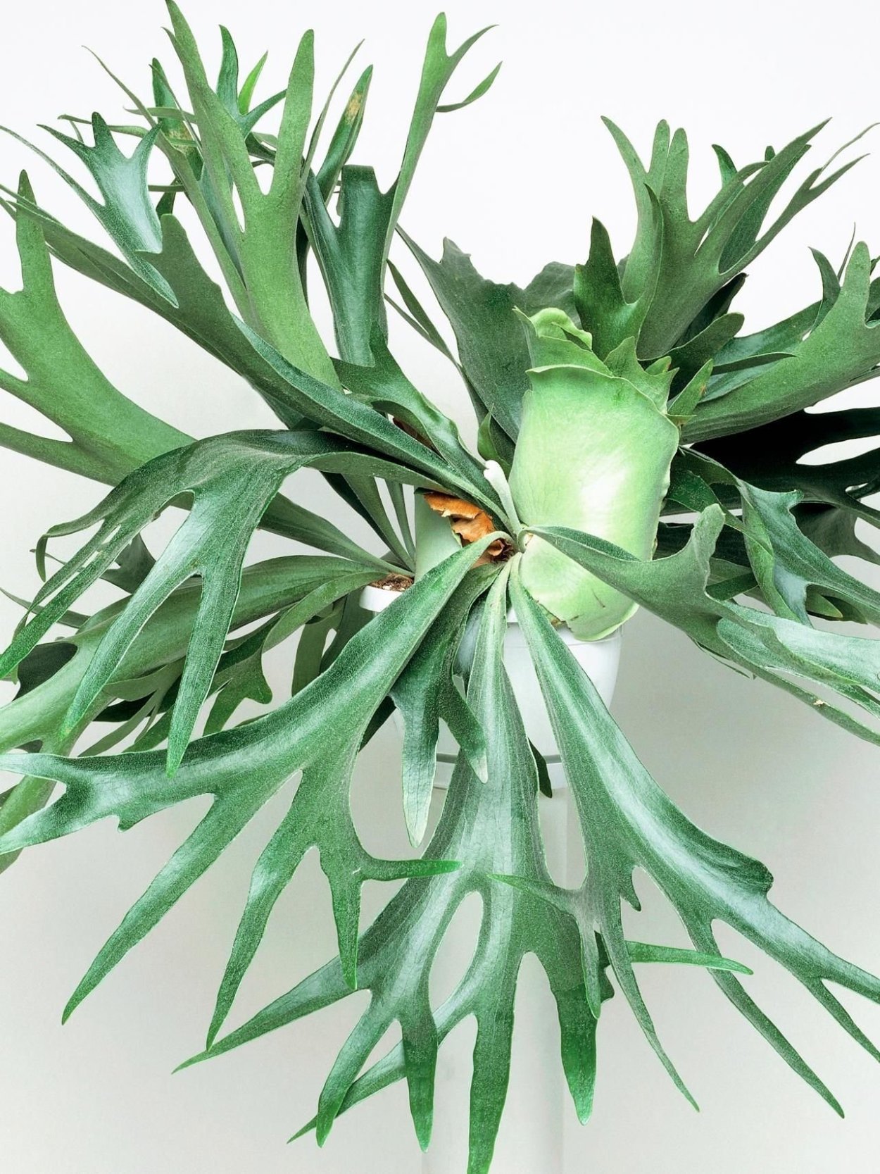 Платицериум оленерогий