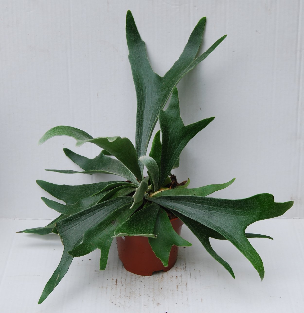 Платицериум Хилла