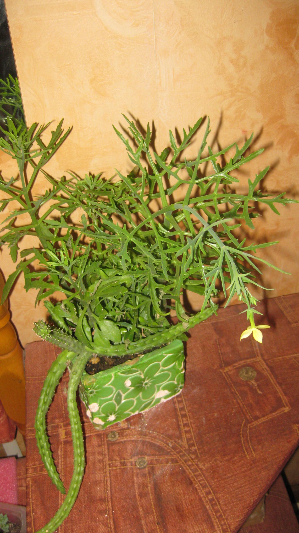 Каланхоэ Оленьи рога