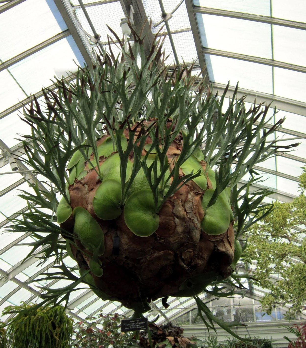 Суккулент Оленьи рожки