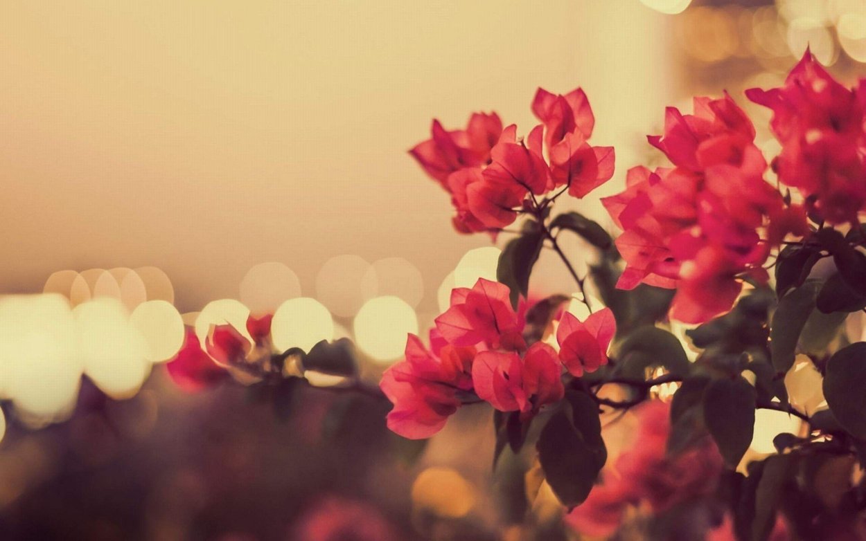 Фон для рабочего стола цветочки