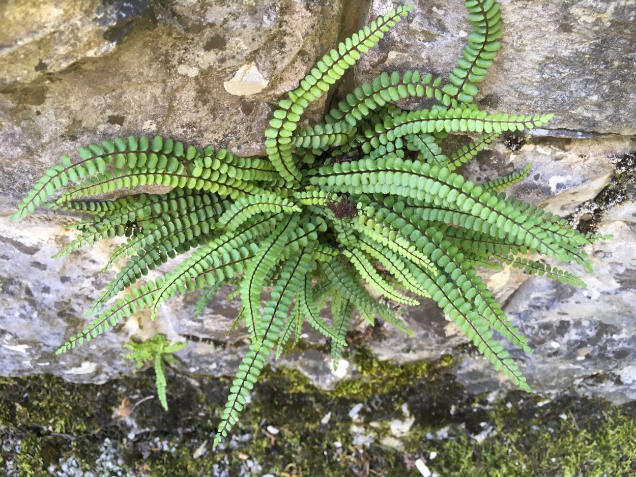 Асплениум бульбоносный