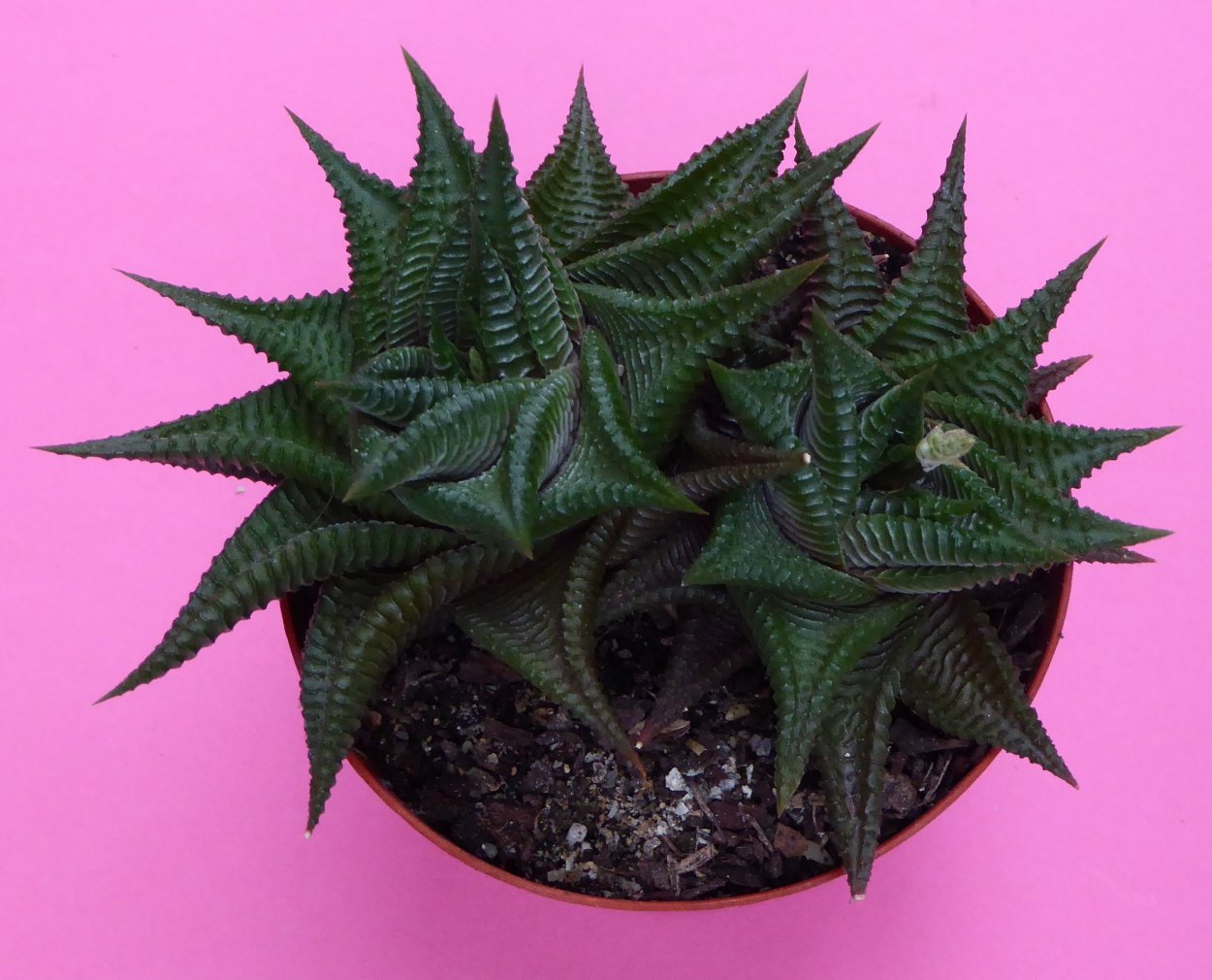 Хавортия limifolia